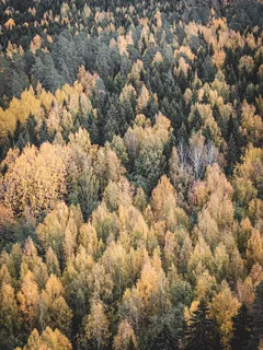Ilmakuva keltaisista ja vihreistä lehtipuista metsässä