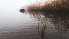 Vesistö ja ympärillä kasvavat puut luonnonläheisessä maisemassa