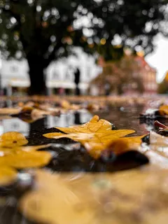 Ruskeat lehdet kelluvat veden pinnalla päivänvalossa